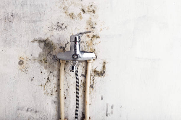 Best Mold Remediation Services  in Brooksville, MS
