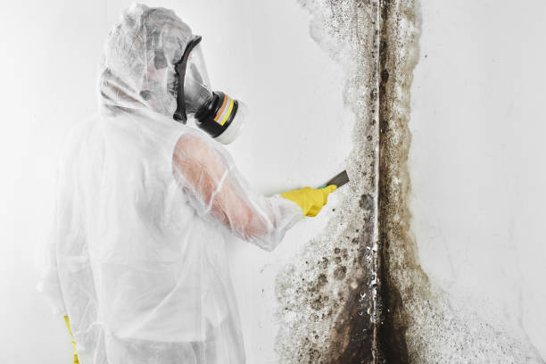 Best Mold Damage Repair  in Brooksville, MS