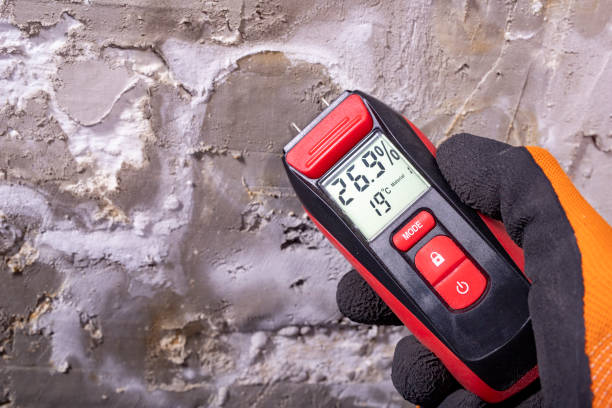 Best Affordable Mold Removal  in Brooksville, MS