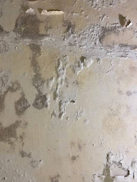 Best Mold Testing and Removal  in Brooksville, MS