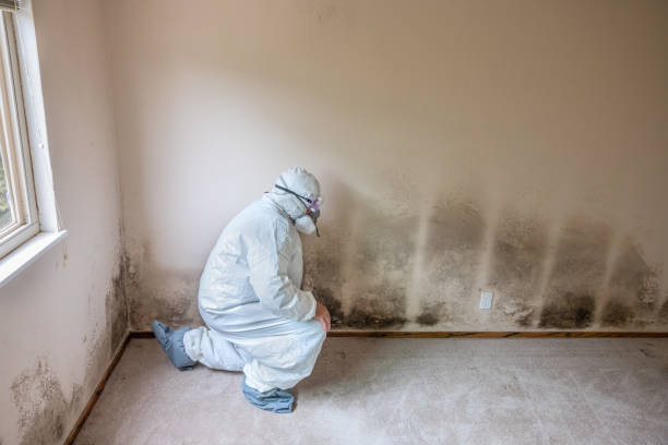 Best Mold Remediation  in Brooksville, MS