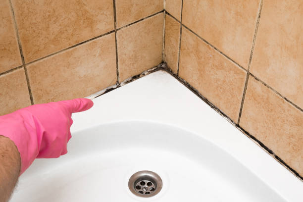 Mold Removal and Inspection in Brooksville, MS