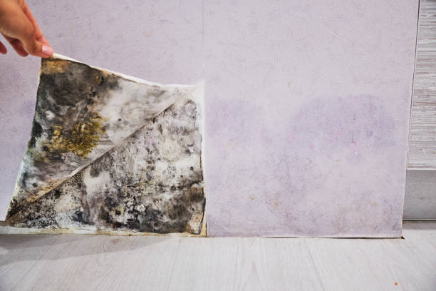 Mold Testing and Removal in Brooksville, MS